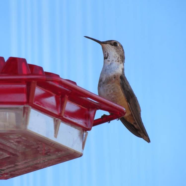 Decorative Garden Hummingbird Feeder - Bird Feeder - Wild Eye Vision