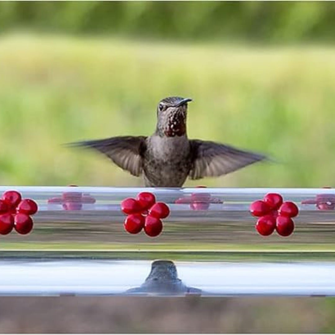 HoverBloom – 20 - Port Hanging Hummingbird Feeder - Bird Feeder - Wild Eye Vision