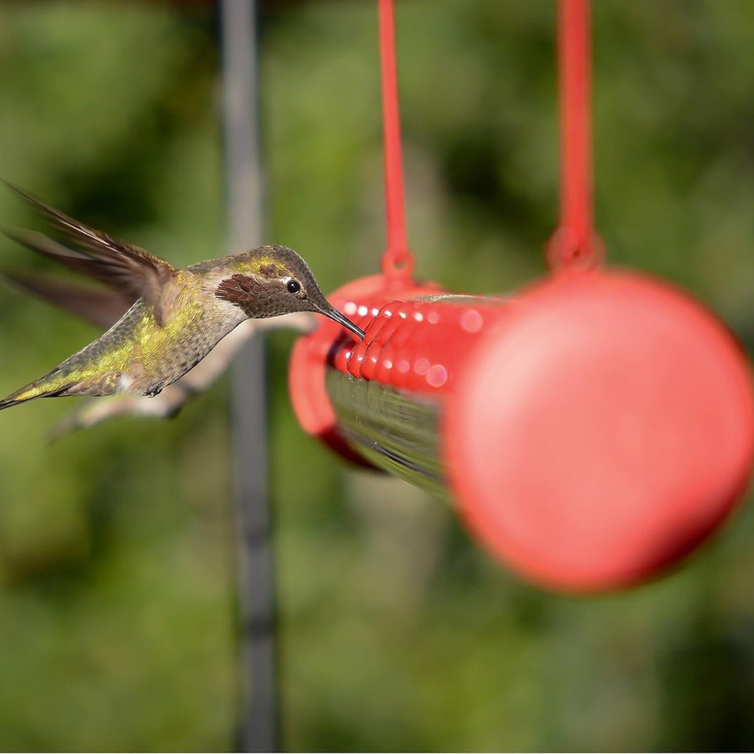 HoverBloom – 20 - Port Hanging Hummingbird Feeder - Bird Feeder - Wild Eye Vision