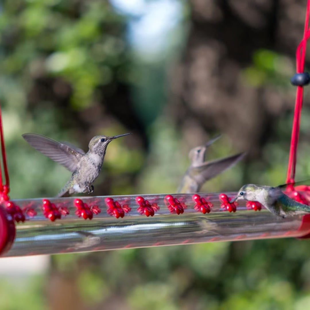 HoverBloom – 20 - Port Hanging Hummingbird Feeder - Bird Feeder - Wild Eye Vision