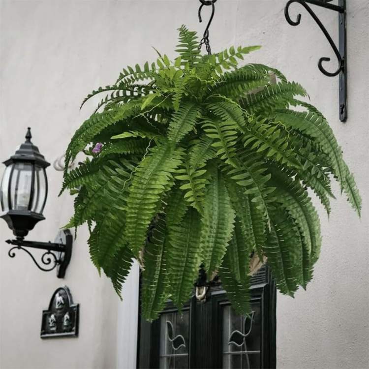 NatureLook Realistic Fern Plant - Artificial Fern Plant - Wild Eye Vision