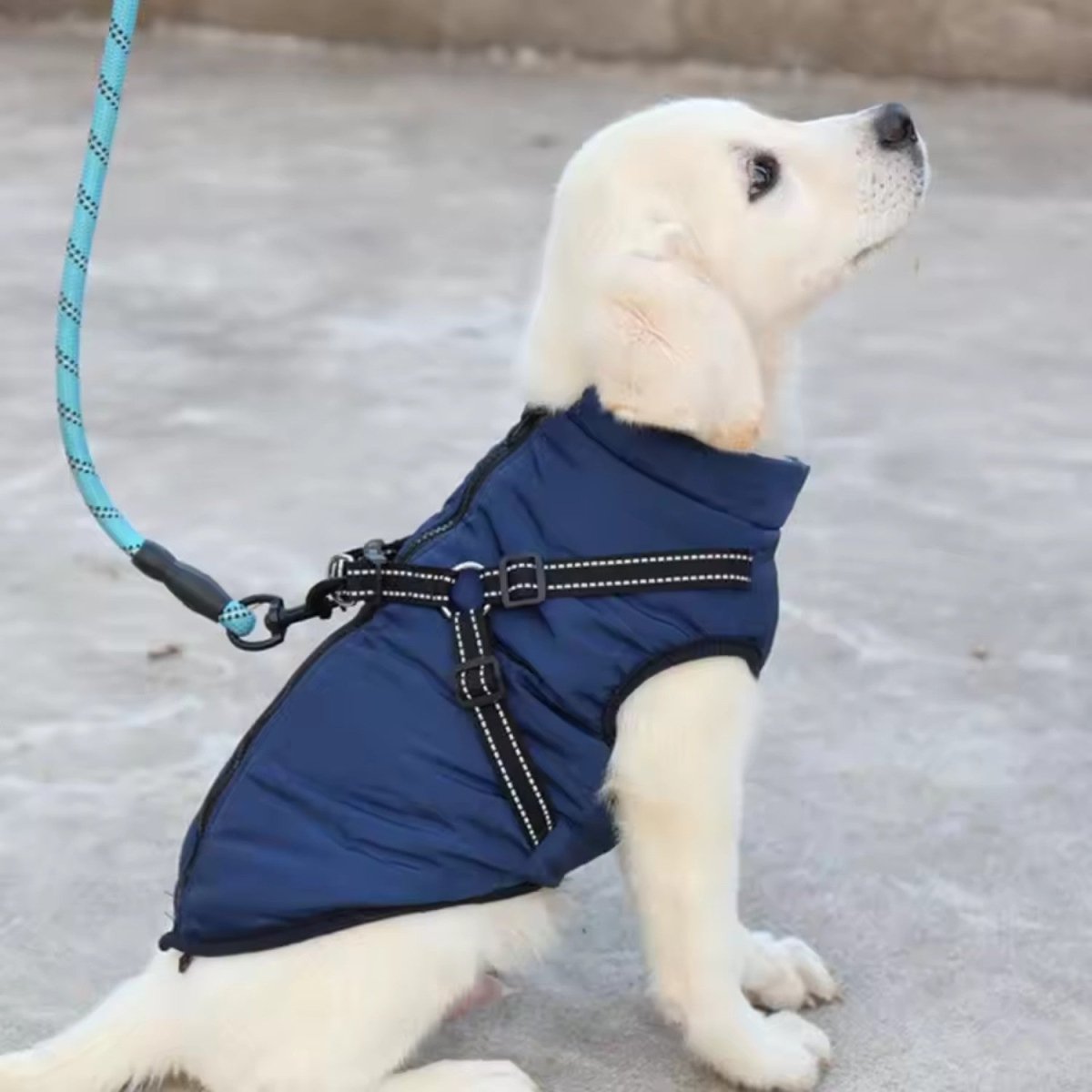 Wind & Water - Resistant Dog Jacket - Dog Jacket - Wild Eye Vision