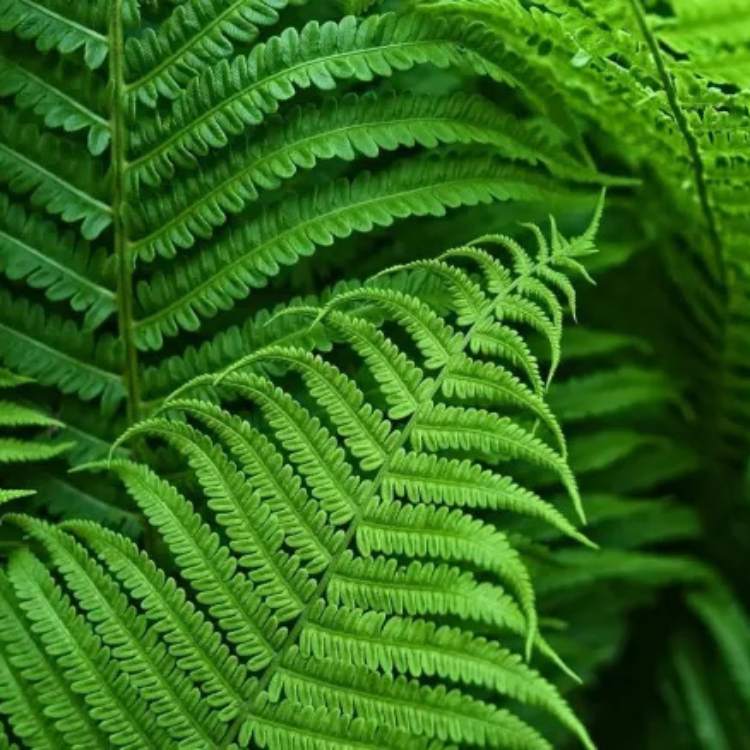 NatureLook Realistic Fern Plant - Artificial Fern Plant - Wild Eye Vision