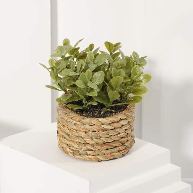 PureLeaf Mini Eucalyptus Plant - Artificial Plant - Wild Eye Vision