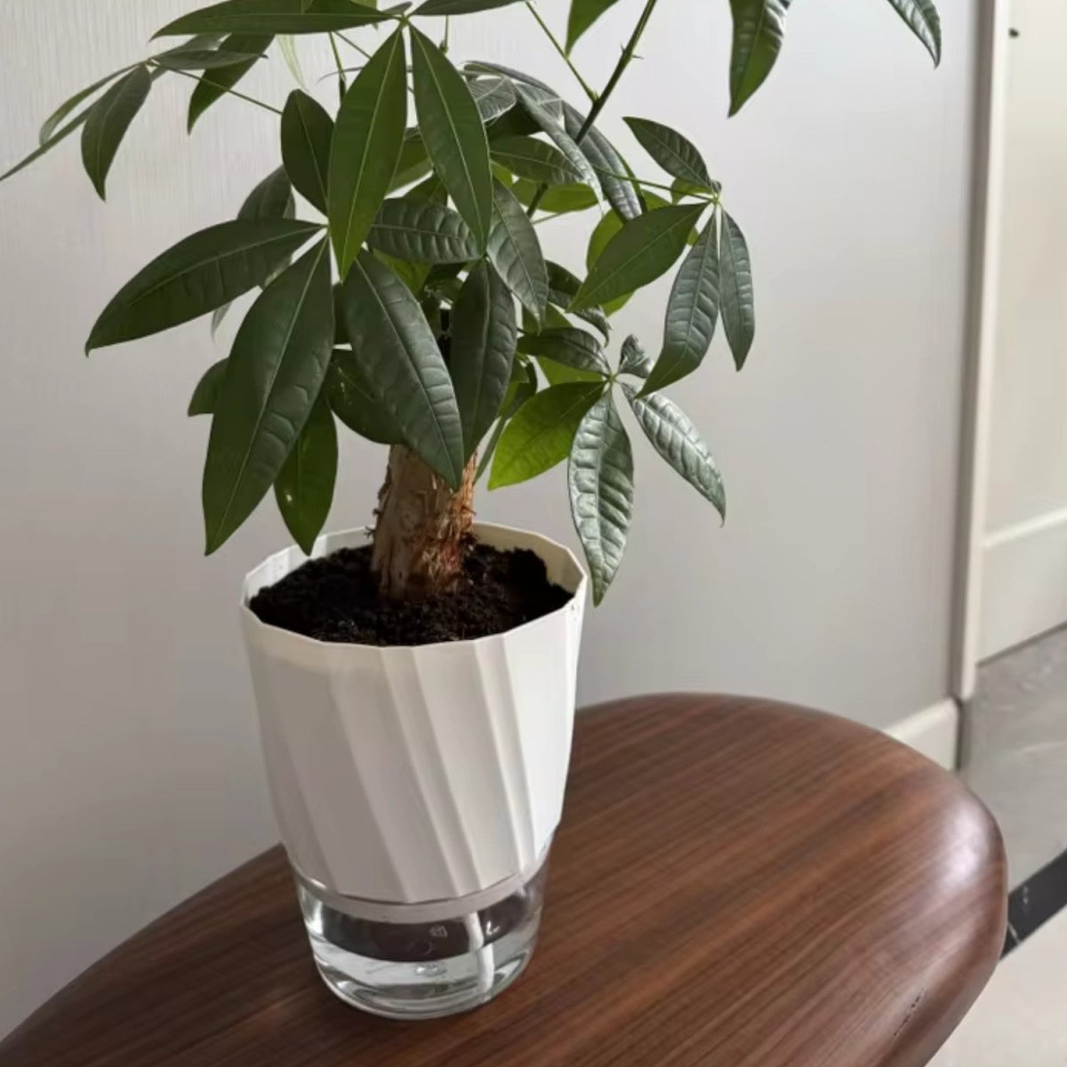 Self - Watering Flowerpot for Clean Indoor Gardening - Flowerpot - Wild Eye Vision