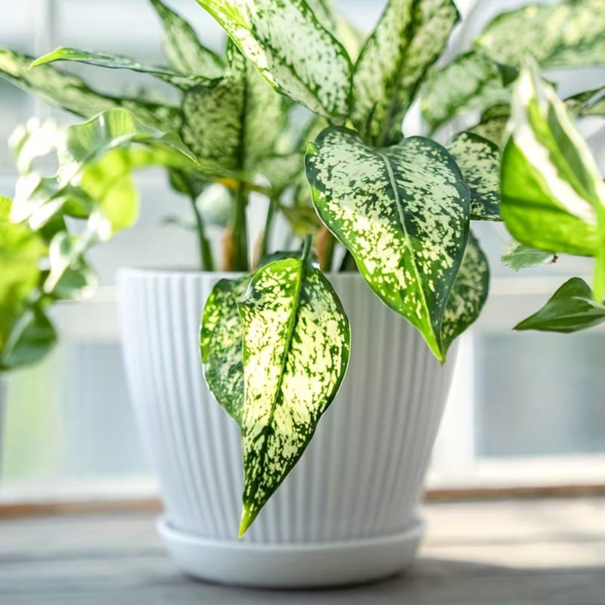 Vertical Striped Flower Pot with Saucer - Flowerpot - Wild Eye Vision