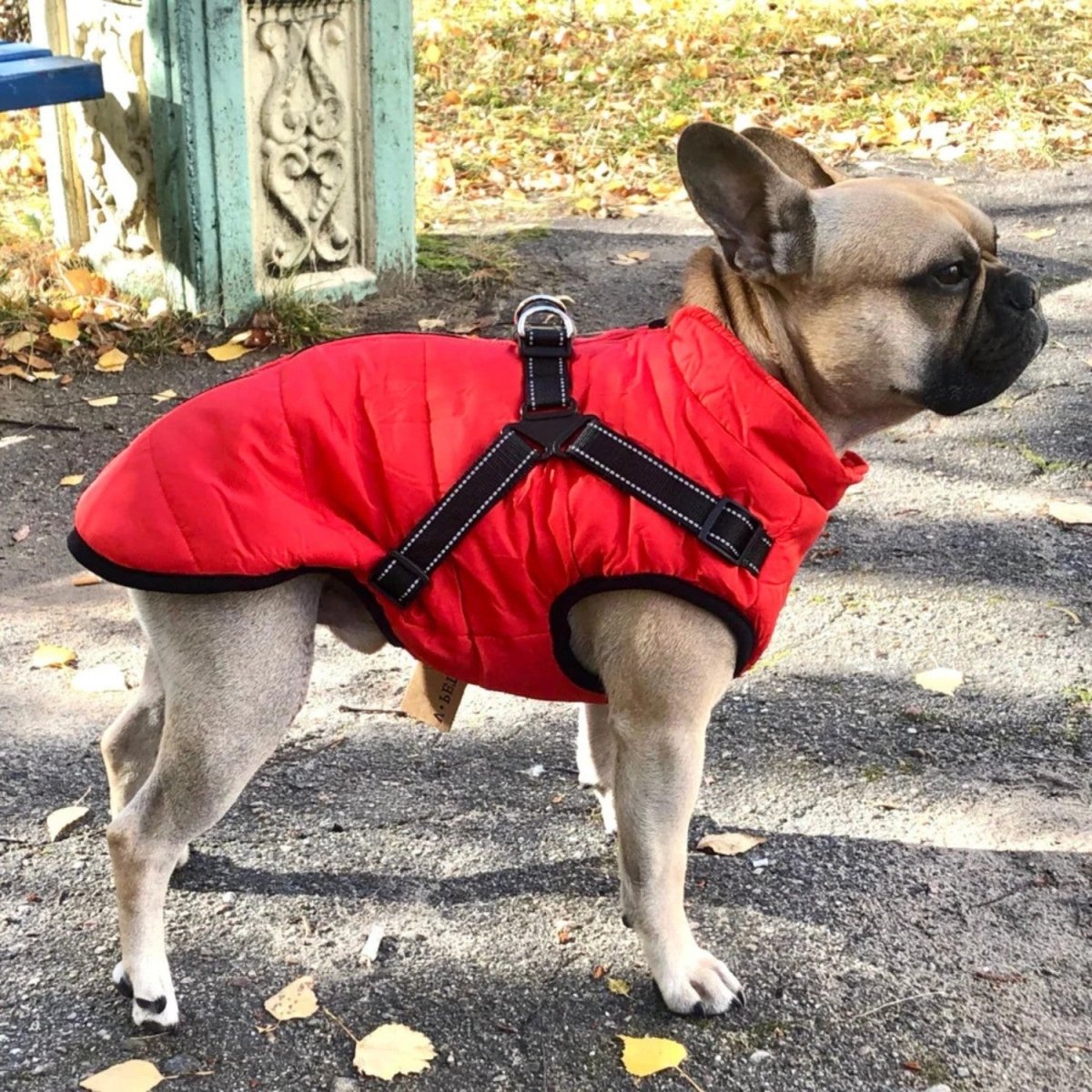 Wind & Water - Resistant Dog Jacket - Dog Jacket - Wild Eye Vision
